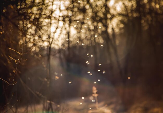 Small midges fly in the sun. Insects whirl in the sunset.