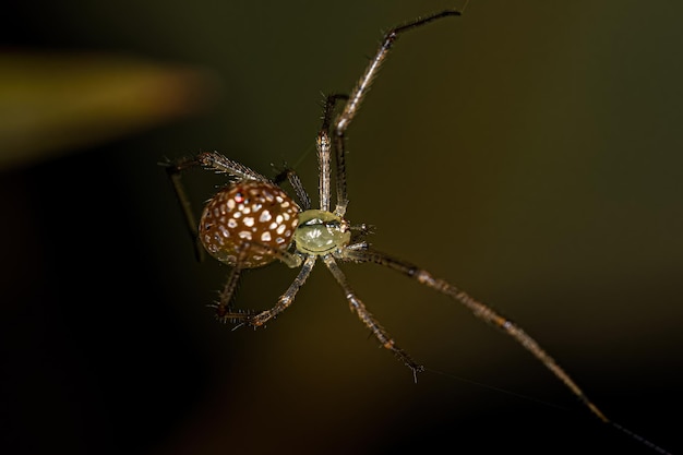 Small Mirrorball Spider