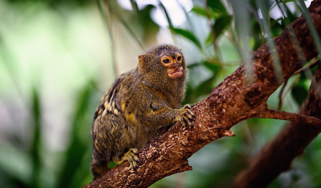 A small monkey sits on a branch with his tongue sticking out.