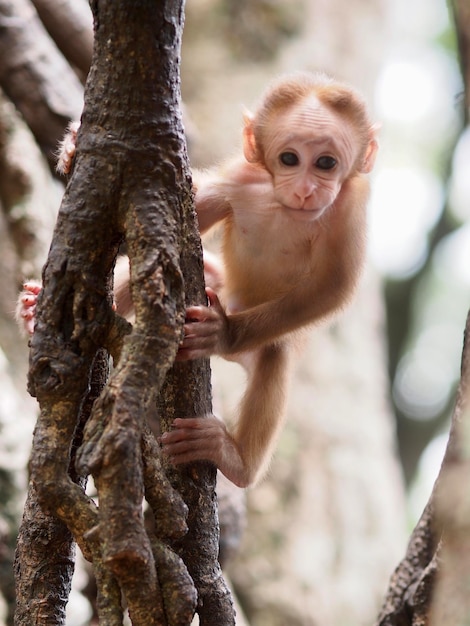 Small monkey thailand