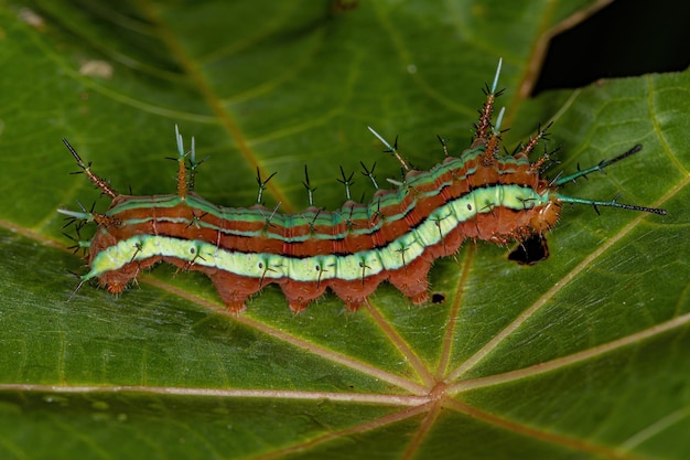 Small moth larva of the order lepidoptera