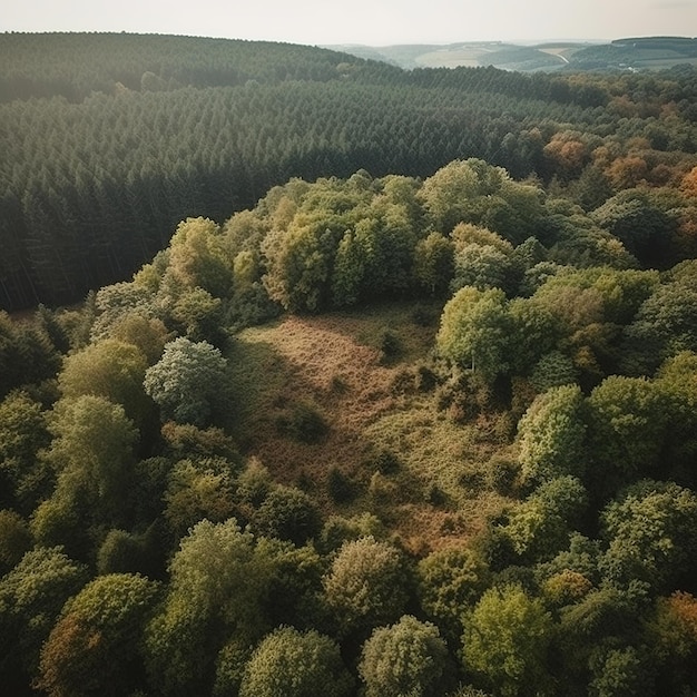 A small mound of trees in the forest