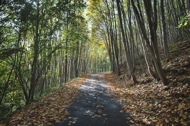 Small mountain road in autumn with fallen leaves from plants