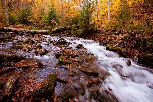 The small mountain stream in the autumn forest