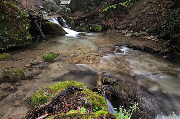 苔むした石の上を小さな山の滝が流れ、霧に覆われ、海岸にシダが生えています