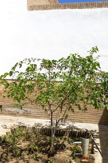 Small mulberry tree in the garden