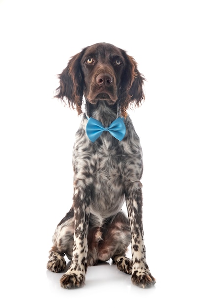 Small Munsterlander on white background