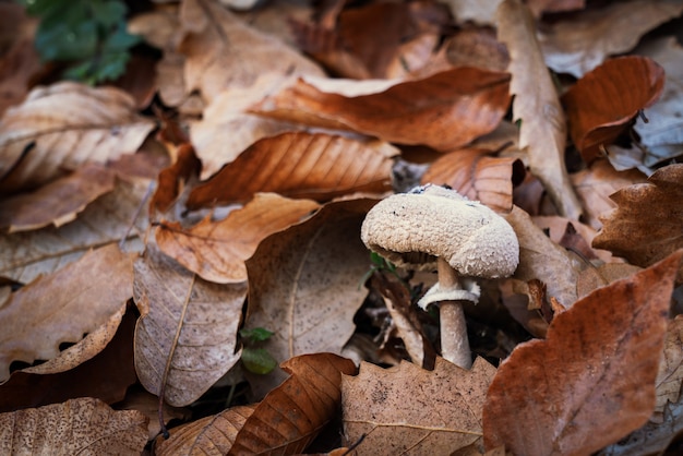 Photo small mushroom among autumn leaves