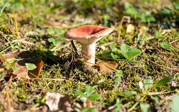 Small mushroom in autumn foliage in the park