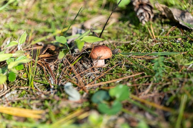 Piccolo fungo nel fogliame autunnale nel parco