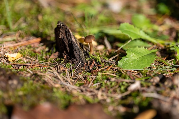 Small mushroom in autumn foliage in the park