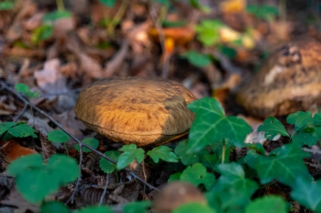 Small mushroom in autumn foliage in the park
