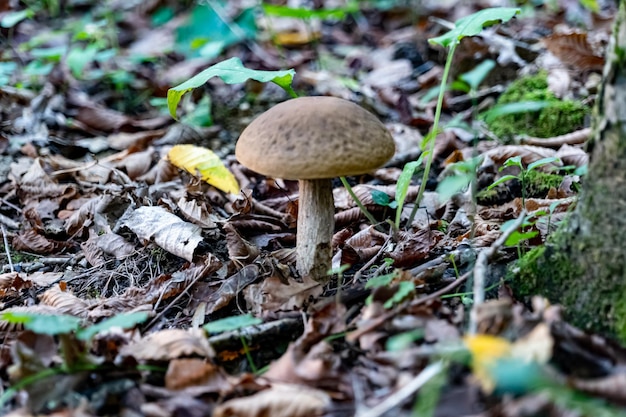 Small mushroom in autumn foliage in the park