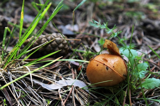 Small mushroom covered with a leaf closeup in the forest Natural landscape