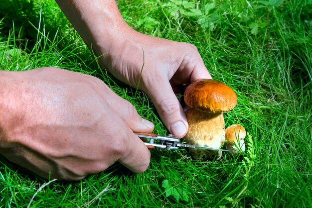 Small mushroom cuts man