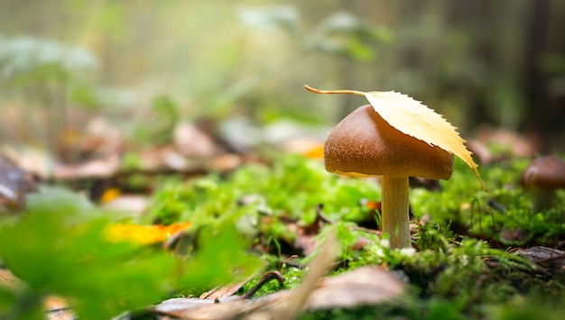 Piccolo fungo con una foglia su un berretto nella foresta.