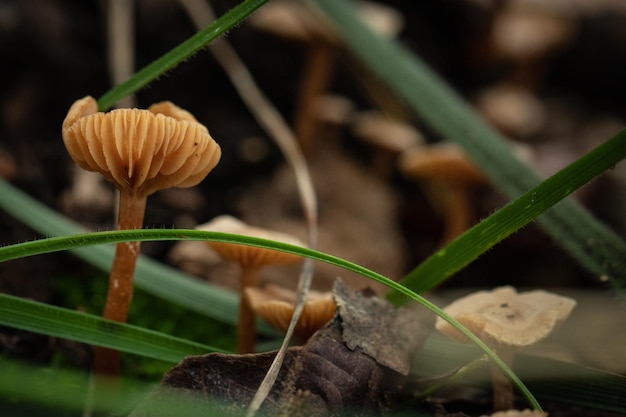 small mushrooms among the grass with raindrops in the field