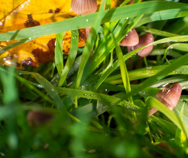 Small mushrooms in green grass