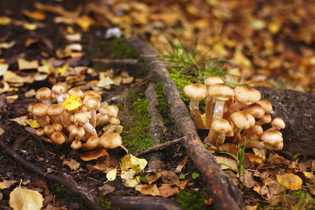 Small mushrooms grow in autumn on the roots of the old tree.