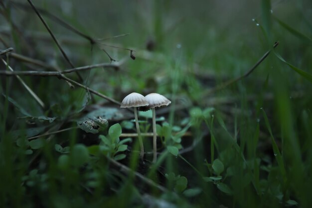 Small mushrooms growing in forest Picking season