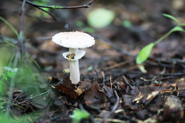 Small mushrooms macro / nature forest, strong increase in poisonous mushrooms mold