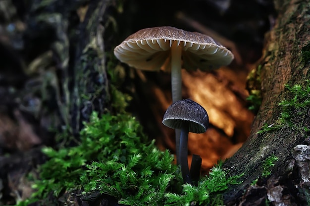 작은 버섯 매크로/자연의 숲, 유독 버섯 곰팡이의 강력한 증가