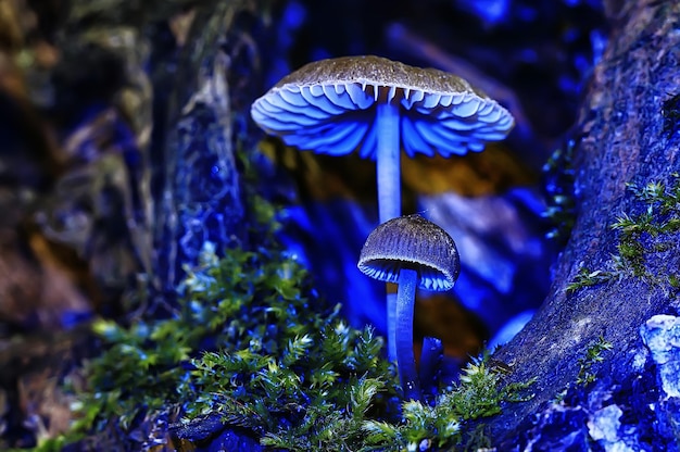 small mushrooms macro / nature forest, strong increase in poisonous mushrooms mold