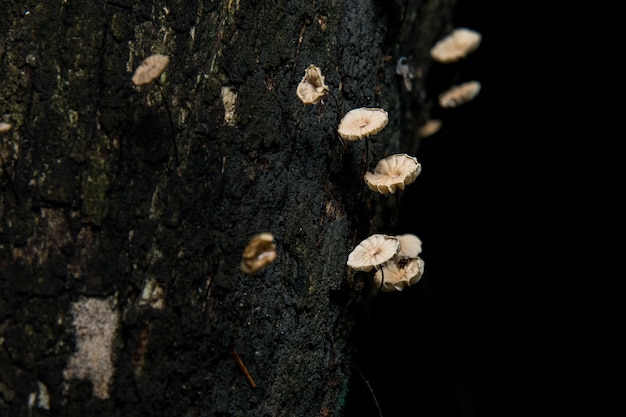 Foto piccoli funghi su ceppi