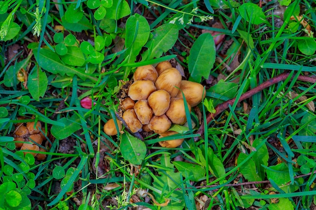 Small nature mushroom on green grass field