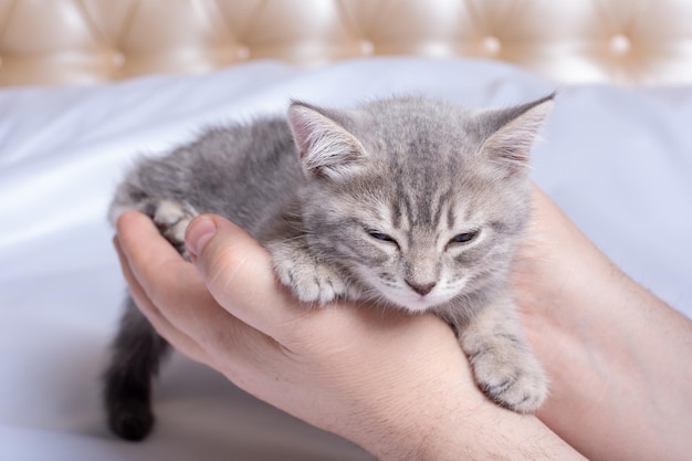 A small newborn kitten sleeps in the hands of a man in the\
bedroom cozy afternoon nap with pets pet owner and his pet gray\
fluffy kitten relaxes kitten in the hands of the owner