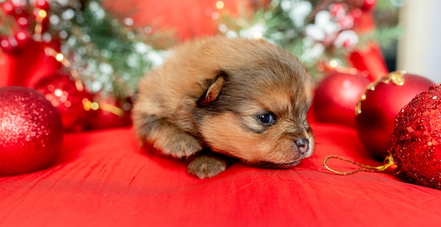 Un piccolo cucciolo appena nato giace su uno sfondo rosso tra le decorazioni natalizie