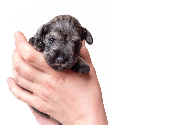 A small newborn puppy of a miniature schnauzer sleeps in the arms of a man on a white background closeup Little blind sleeping puppy is resting after eating