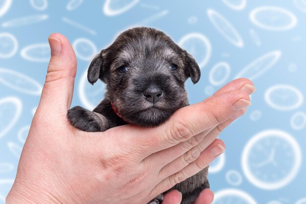 A small newborn puppy on the owner's hand A small black miniature schnauzer puppy on the background of a blurry clock Pet care Children grow up fast National Puppy Day