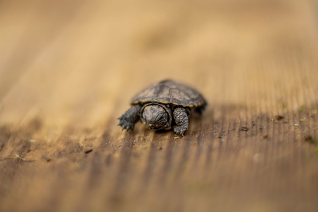 small newborn turtle crawling on a wooden board