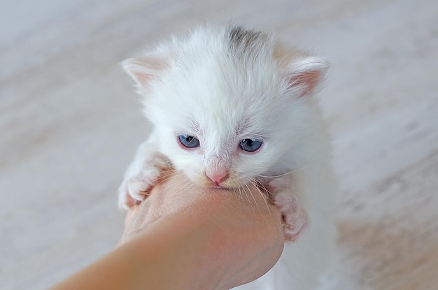 A small newly born white kitten with blue eyes Postcard cover