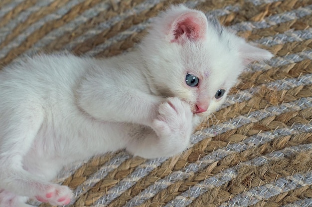 Un piccolo gattino bianco appena nato con il fuoco selettivo della copertura degli occhi azzurri