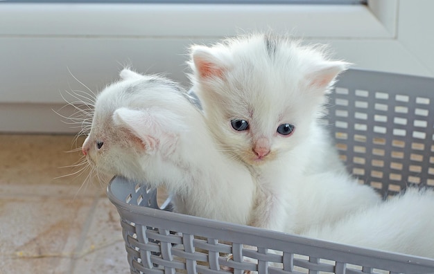 Piccoli gattini bianchi appena nati con occhi azzurri copertina per cartoline messa a fuoco selettiva diversi gatti