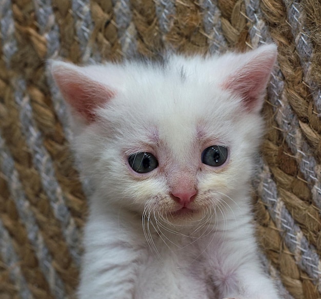 青い目をした小さな生まれたばかりの白い子猫はがきカバー数匹の猫かごの中の子猫