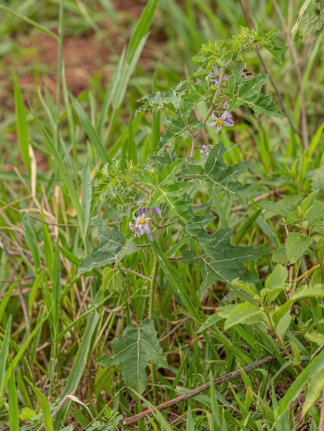 Small Nightshade Plant