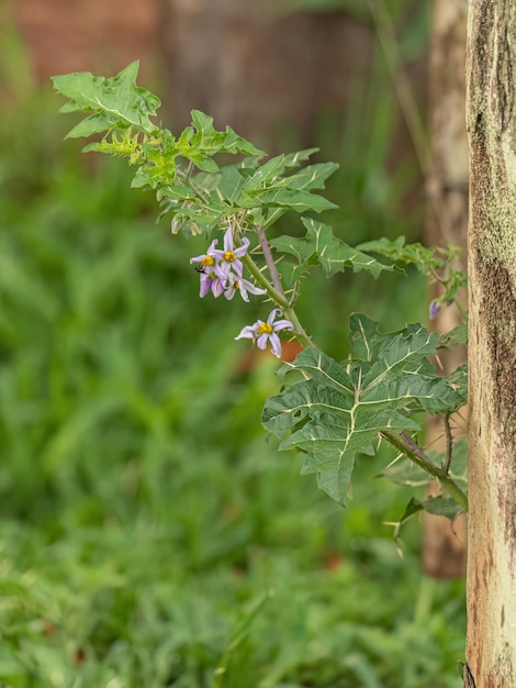 写真 小さなナス科の植物