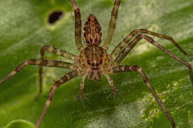 Photo small nursery web spider