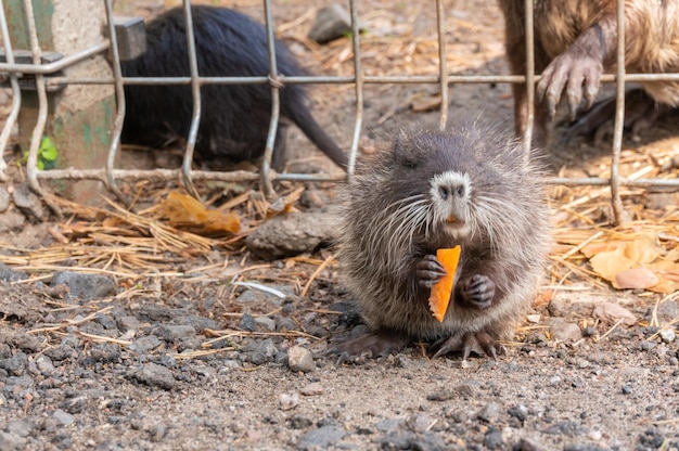 動物園で前足にニンジンを抱える小さなヌートリア 前足に餌を抱えるミオカストル・コイプス