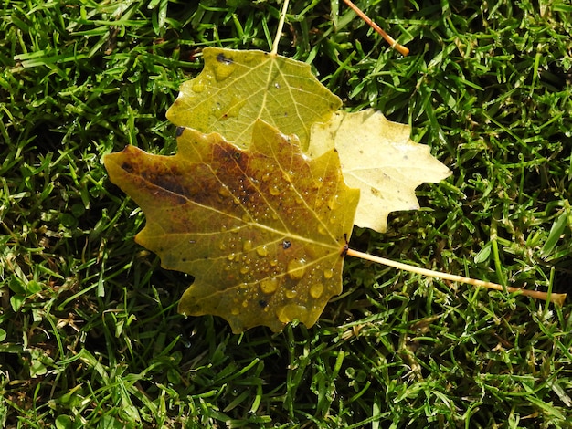 Small oak leaves with drops of dew