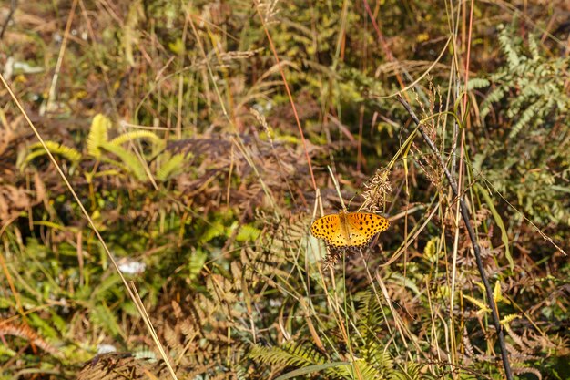 A small orange butterfly with black spots on its wings sits on the grass