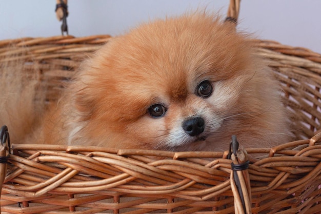 Un piccolo cane pomeranian di colore arancione è seduto in un grande cesto. primo piano del muso