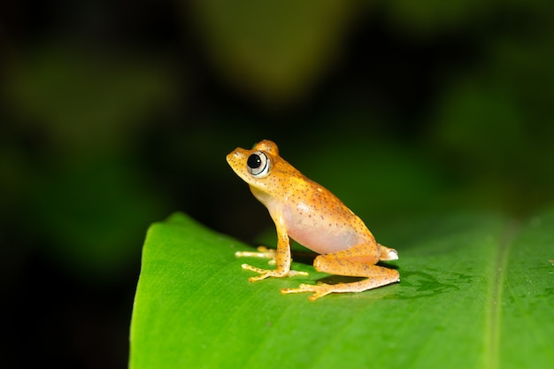 A small orange frog is sitting on a leaf