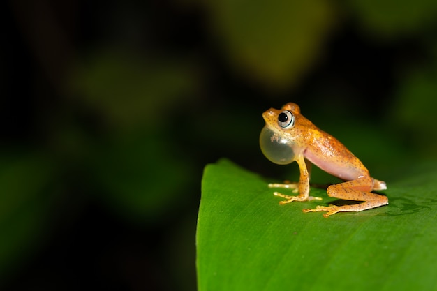 A small orange frog is sitting on a leaf