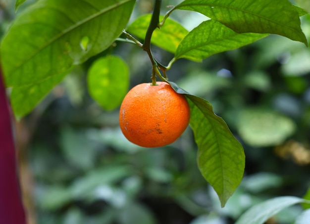 木に生えている小さなオレンジ色の果実