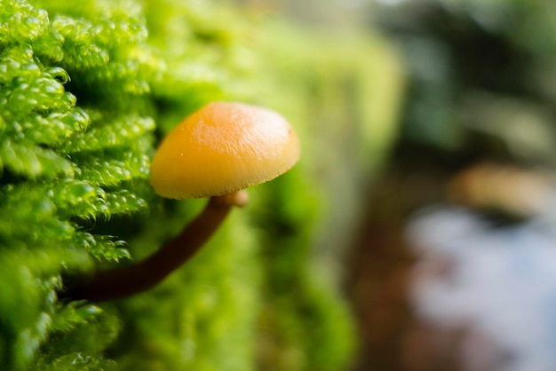 緑の苔から生える小さなオレンジ色のキノコ