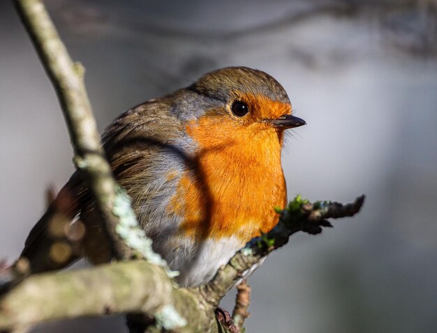 A small orange Robin bird sits on the branch of a tree